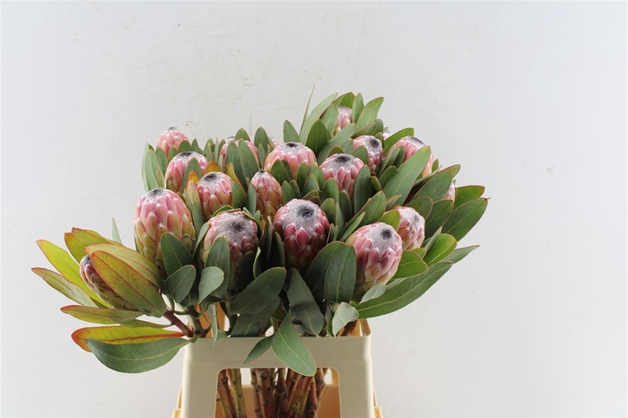 <h4>Protea Susara</h4>