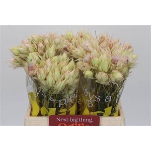 Serruria Bridal Pink