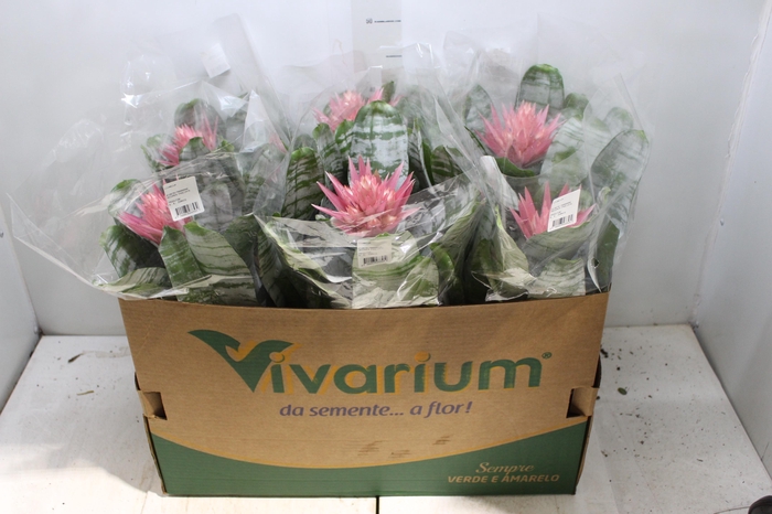 <h4>AECHMEA FASCIATA P17</h4>