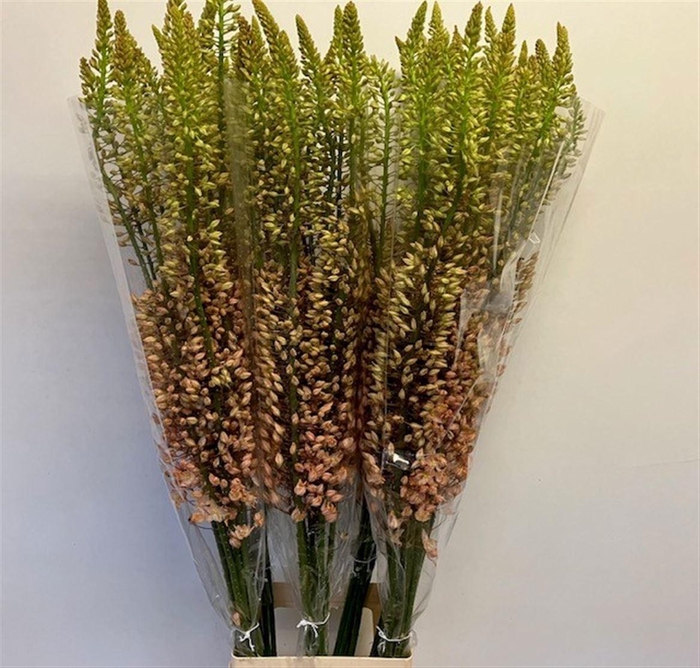 <h4>EREMURUS SH P STAR</h4>