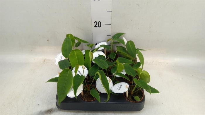 <h4>Anthurium   ...</h4>