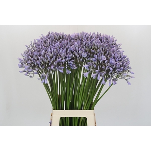 Agapanthus Silberpfeil