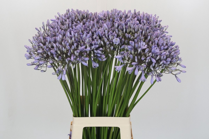 Agapanthus Silberpfeil