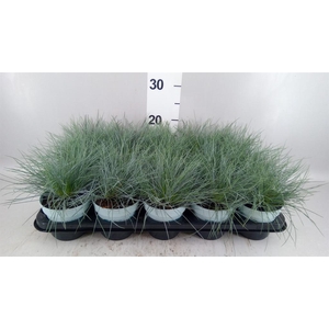 Festuca glauca 'Compacta Blue'