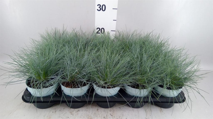 <h4>Festuca glauca 'Compacta Blue'</h4>