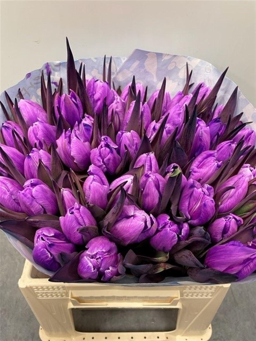 <h4>Tu Kb Milka</h4>