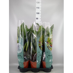 Calathea rufibarba 'Miroscha'