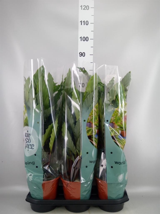 <h4>Calathea rufibarba 'Miroscha'</h4>