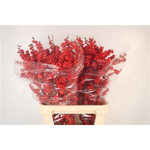 Ilex Brit Buys Extra