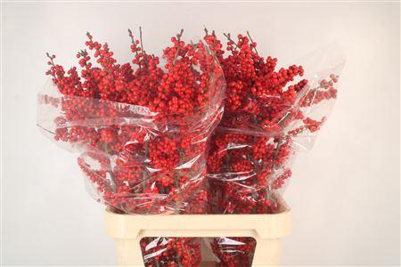 <h4>Ilex Brit Buys Extra</h4>