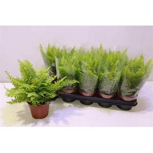 Nephr Ex Bos Bl Bell