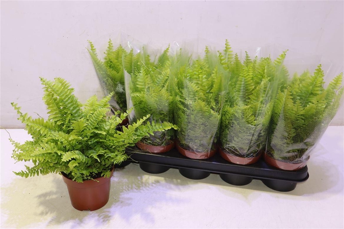 <h4>Nephr Ex Bos Bl Bell</h4>