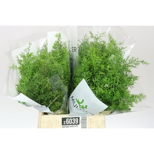 Asparagus Cwebe
