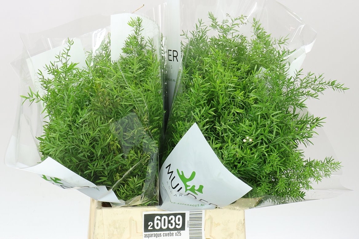 <h4>Asparagus Cwebe</h4>