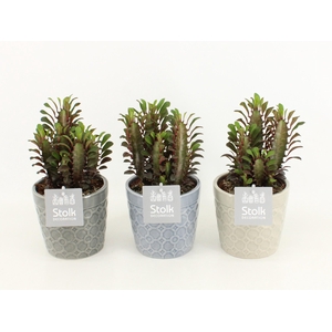 Euphorbia Trigona Rubra in Gaia keramiek