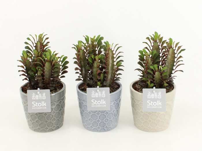 <h4>Euphorbia Trigona Rubra in Gaia keramiek</h4>