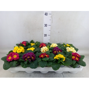Primula ac.   ...mix