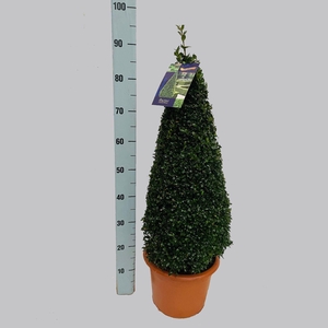 Buxus overig