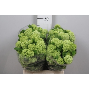 Viburnum Roseum St 2+