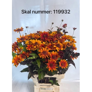 HELIOPSIS RED SHADES HELIOP RED SHA