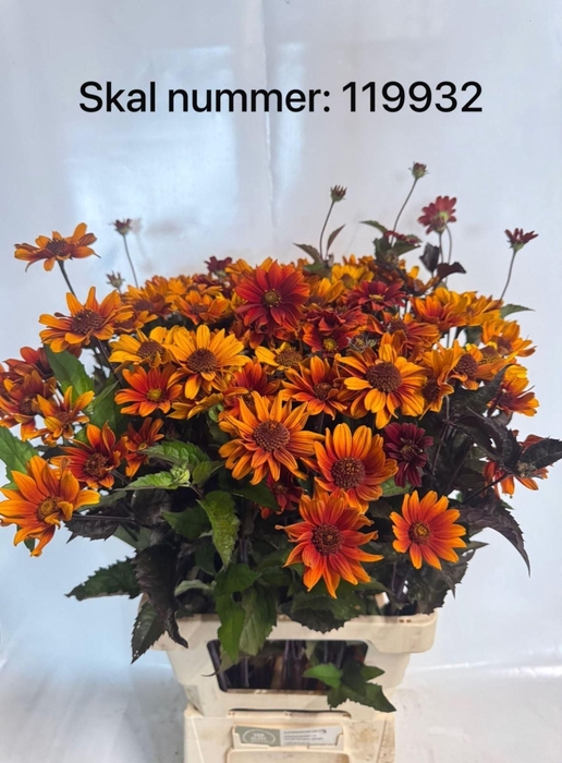 <h4>HELIOPSIS RED SHADES HELIOP RED SHA</h4>
