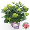 Hydrangea macrophylla overig