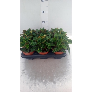 Peperomia caperata 'Amazonas'