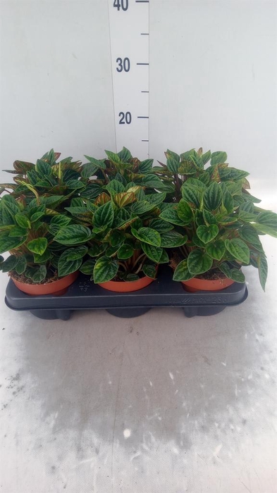 <h4>Peperomia caperata 'Amazonas'</h4>