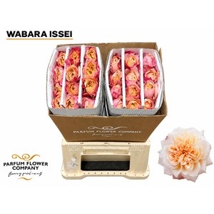 Rosa a Wabara Issei