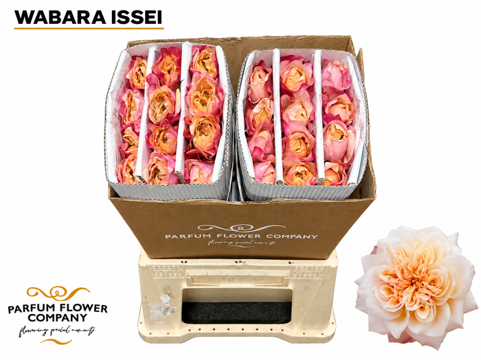 Rosa a Wabara Issei