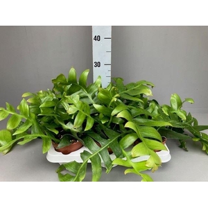 Epiphyllum