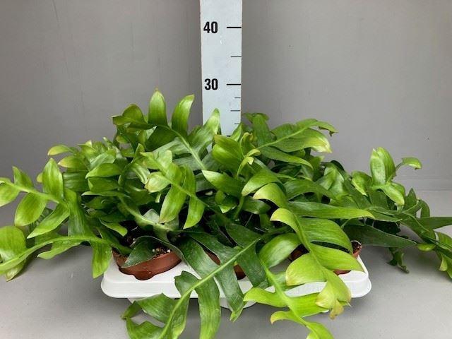 <h4>Epiphyllum</h4>