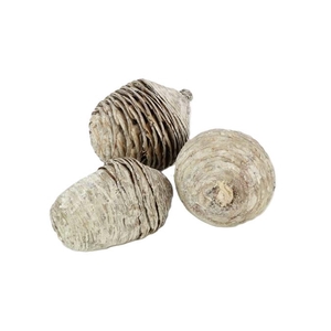 Pinecone Cedar L8/11 3 Pcs