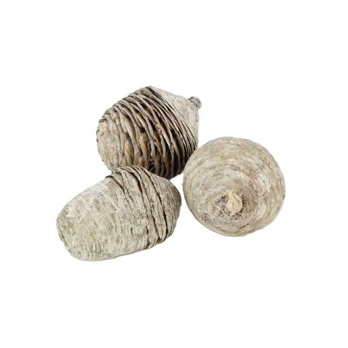 <h4>Pinecone Cedar L8/11 3 Pcs</h4>