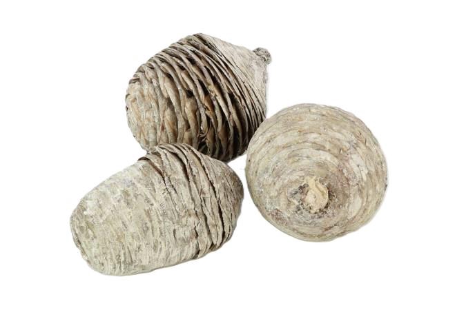 Pinecone Cedar L8/11 3 Pcs