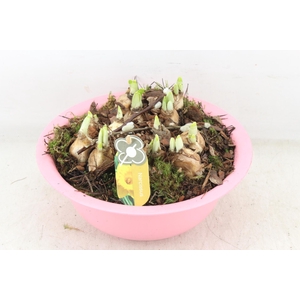 arr4 Narcis PL - Zink bolschaal roze