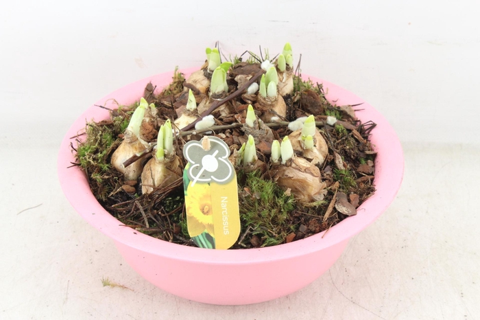 <h4>arr4 Narcis PL - Zink bolschaal roze</h4>