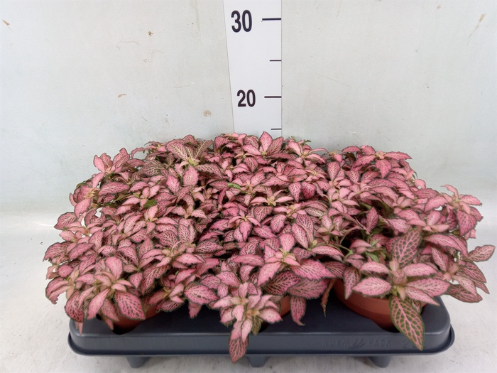 <h4>Fittonia verschaf. 'Pink Star'</h4>