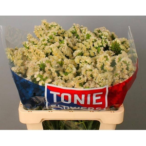 LIM S APRI SUN BIRDS