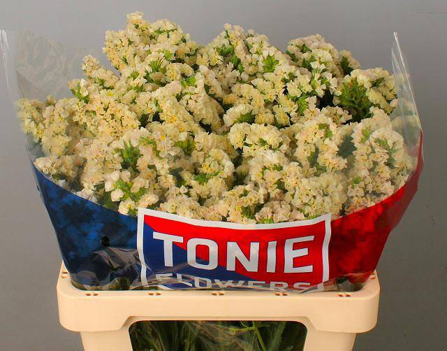 <h4>LIM S APRI SUN BIRDS</h4>