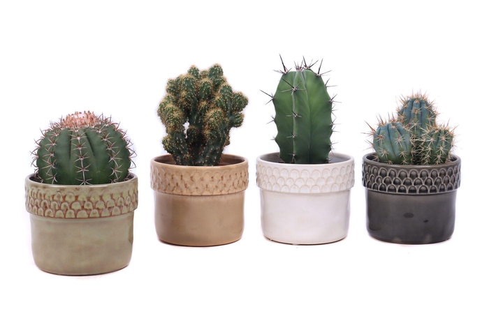 <h4>Cactus mix 10,5 cm in Siwa sierpot</h4>
