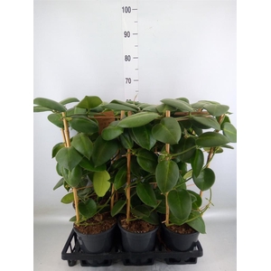 Hoya calycina 'Stargazer'