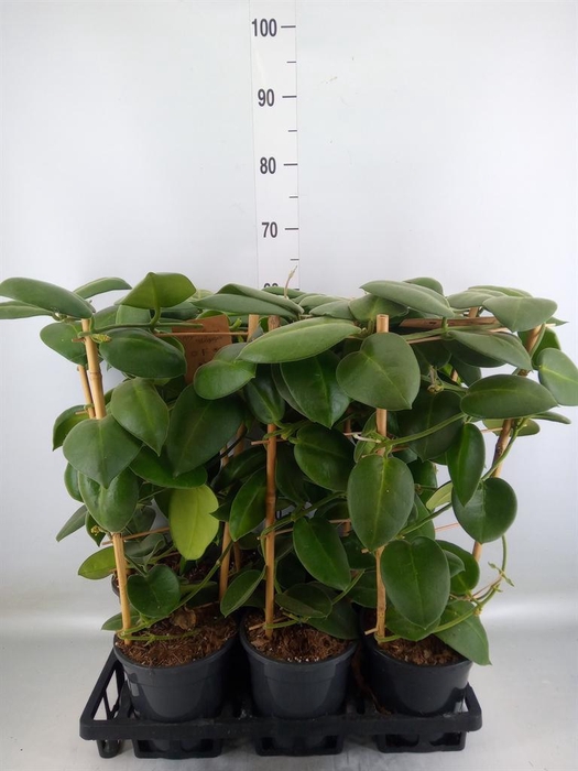 <h4>Hoya calycina 'Stargazer'</h4>