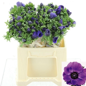ANEM CO MAR BLUE