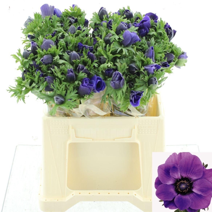 <h4>ANEM CO MAR BLUE</h4>