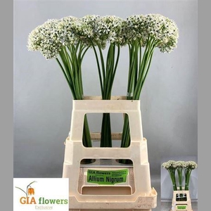 Allium Nigrum
