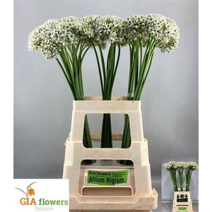 Allium Nigrum