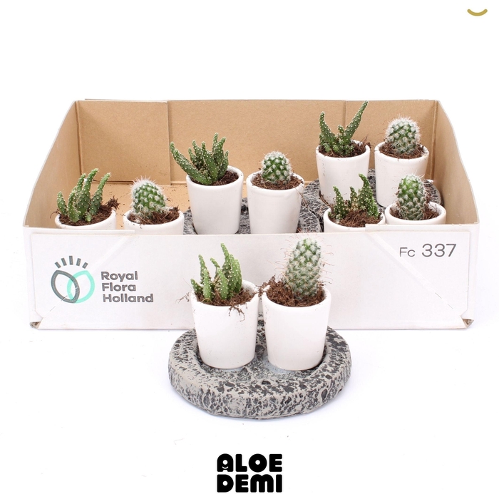 <h4>CACTUS GEM</h4>