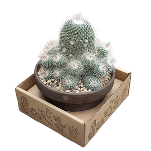 MAMMILLARIA GEMINISPINA NOBILIS - TERRACOTTA BOWL Ø 15 - IN CARDBOARD BOX 15X15 CM (CACTUS)