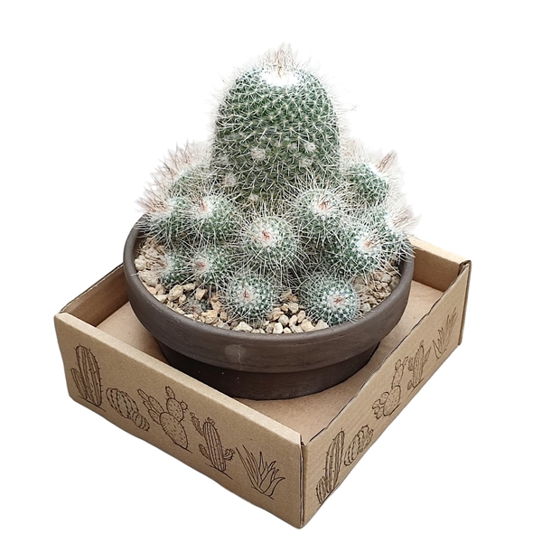 <h4>MAMMILLARIA GEMINISPINA NOBILIS - TERRACOTTA BOWL Ø 15 - IN CARDBOARD BOX 15X15 CM (CACTUS)</h4>